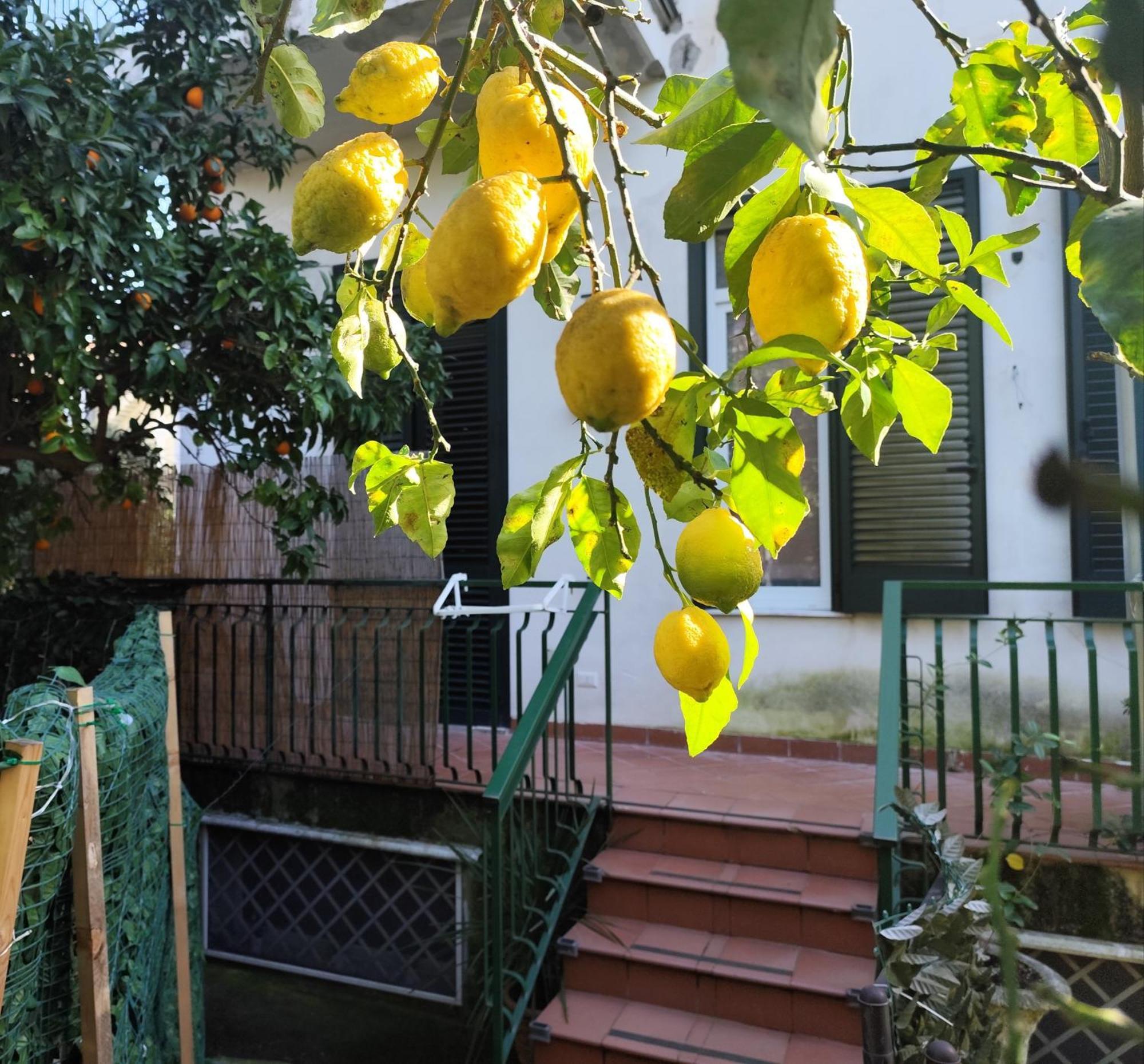 Beatrice Room Bed&Breakfast Sant'Agnello Εξωτερικό φωτογραφία